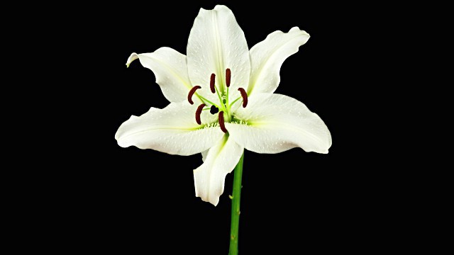 белая лилия лечебные свойства
