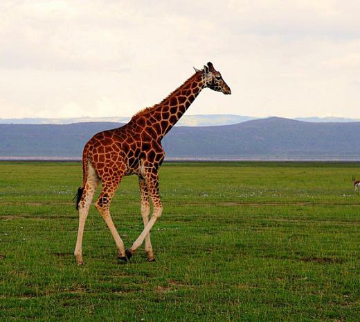 анализ стихотворения жираф гумилева кратко