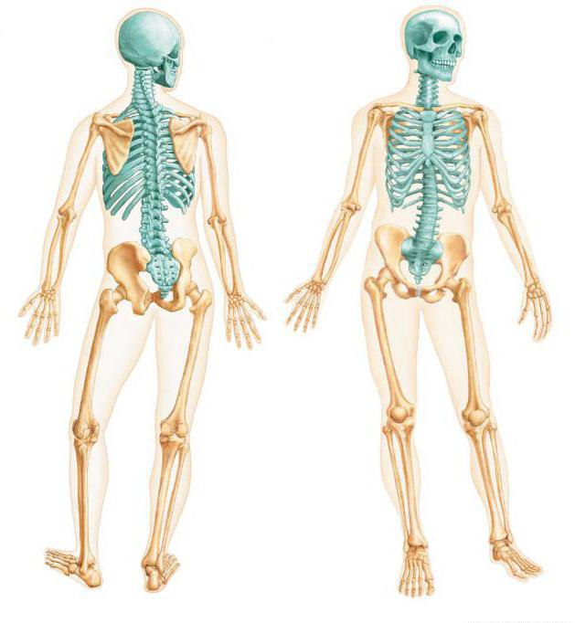 отделы осевого скелета