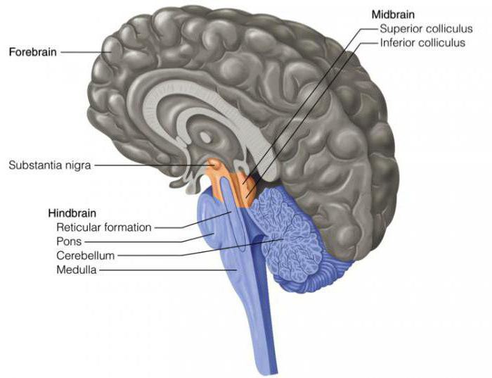 функции среднего мозга