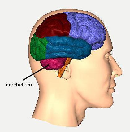 функции продолговатого и среднего мозга
