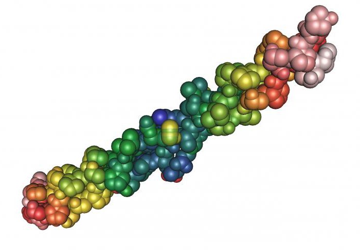 процесс биосинтеза белка и его биологическую роль