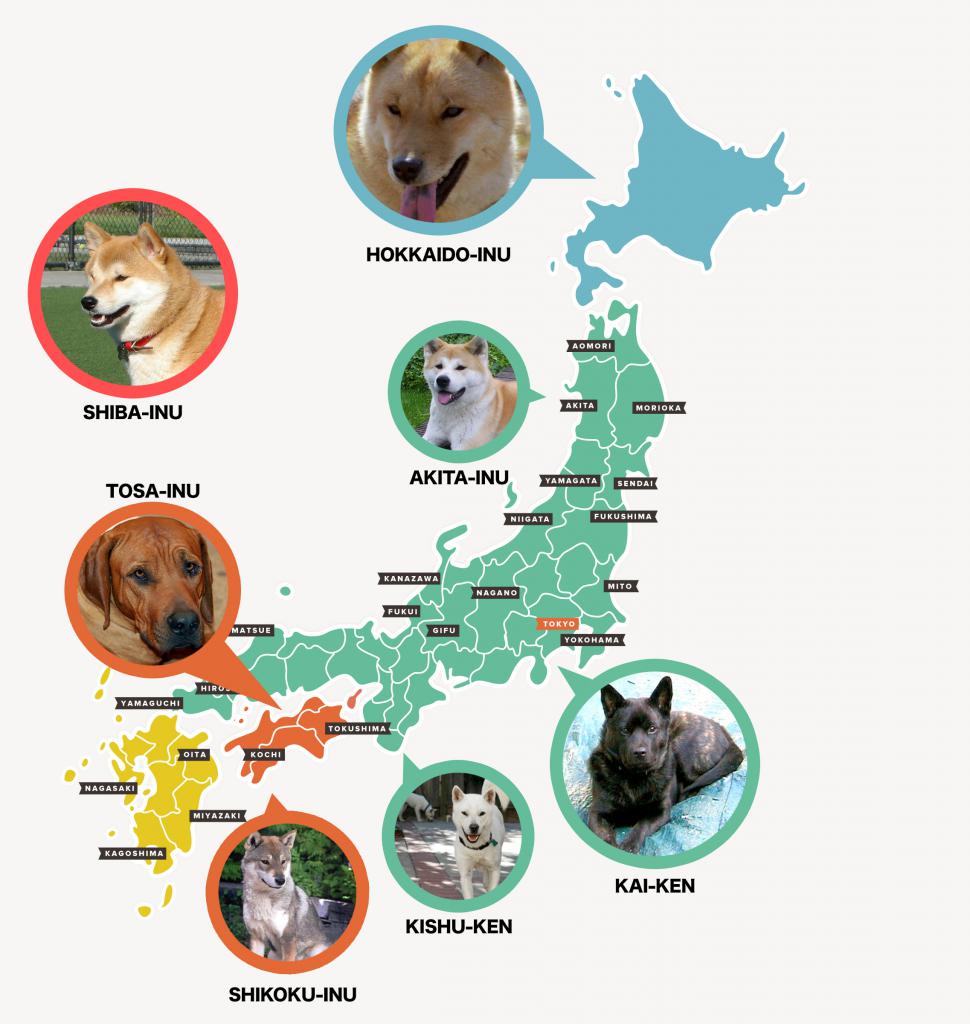 Карта японских пород собак
