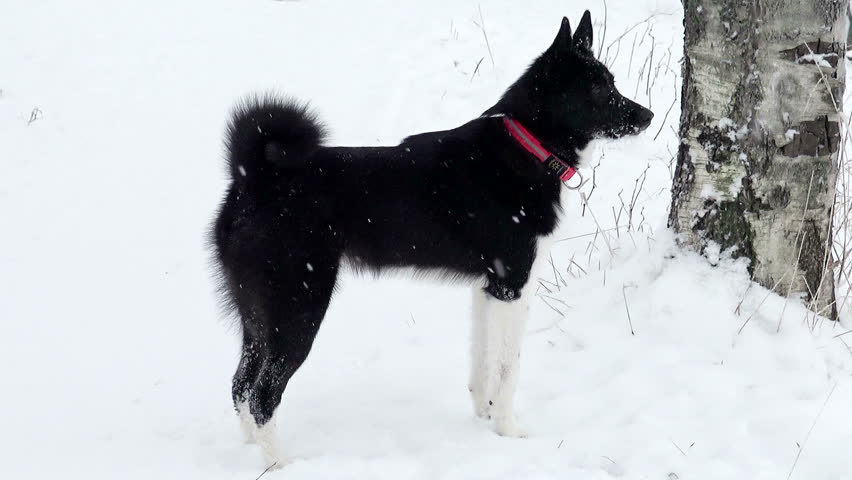 Русско-европейская собака на снегопаду