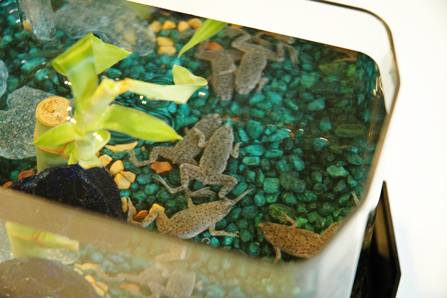 Карликовые лягушки в аквариуме