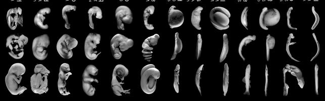 развитие эмбриологии