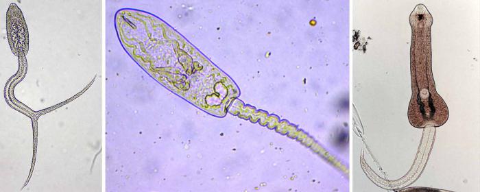 паразитический червь 