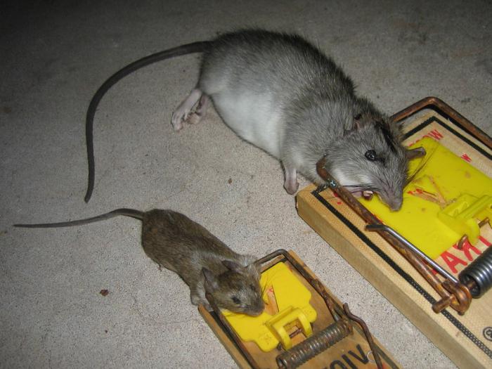 ловушки для мышей и крыс