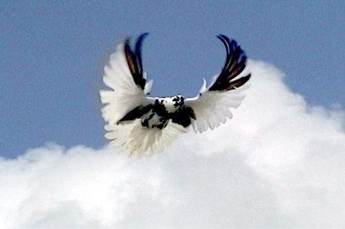 торцовые николаевские голуби