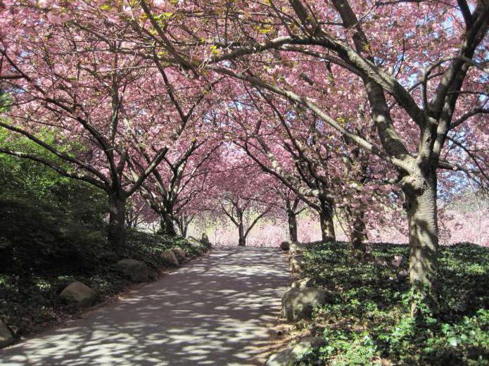бруклинский ботанический сад нью йорк