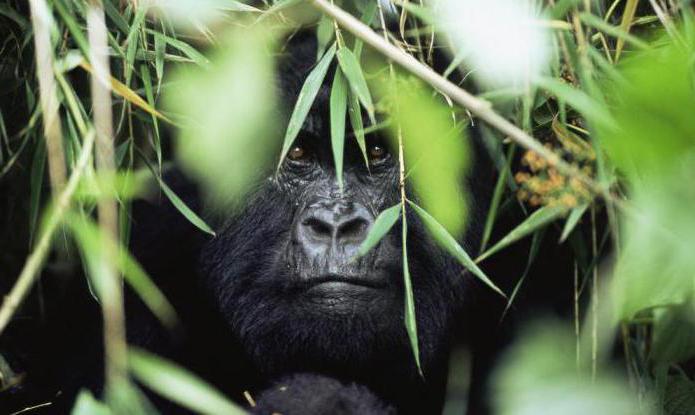 горная горилла длина тела