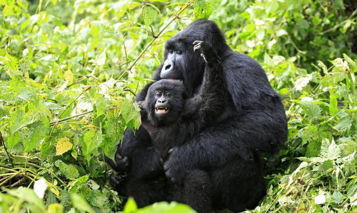 горная горилла описание