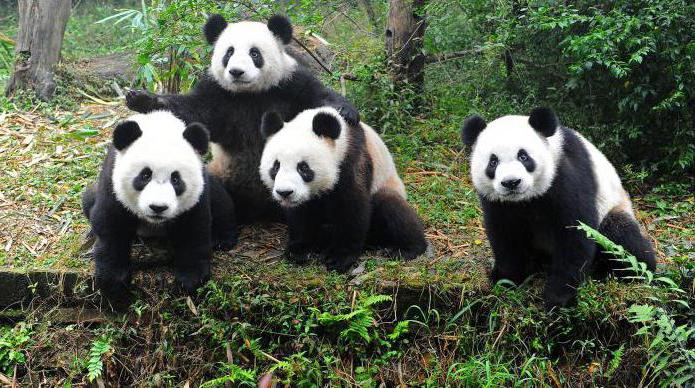 живая панда