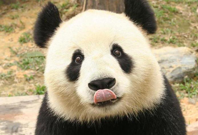панда это