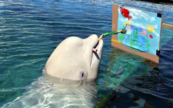 белуха дельфин описание