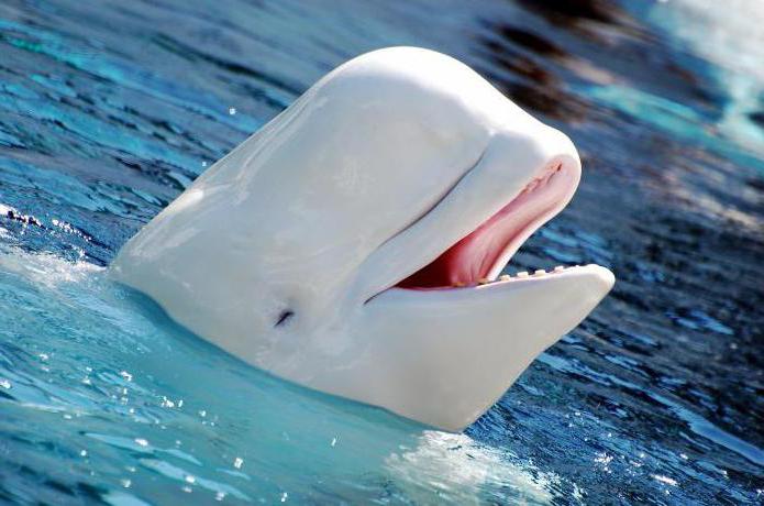 белуха дельфин