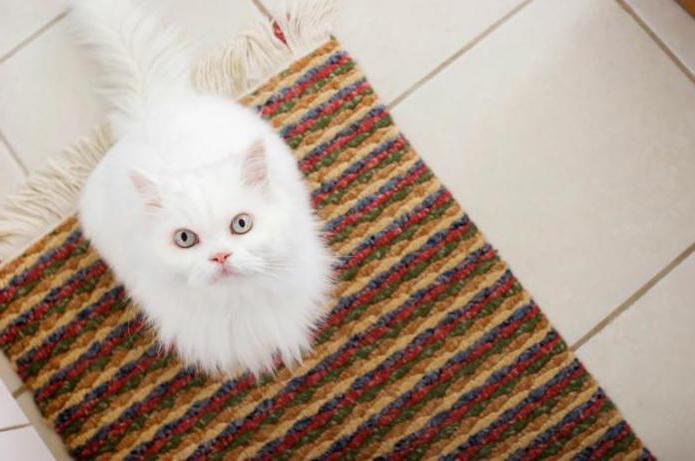 как избавиться от запаха кота на ковре
