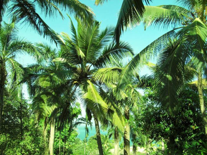 азиатская пальма с перистыми листьями