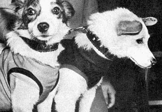 первые собаки в космосе белка и стрелка порода