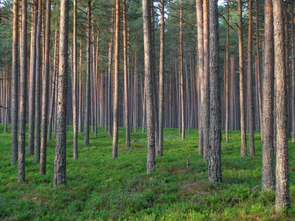 Выращивание лесных культур