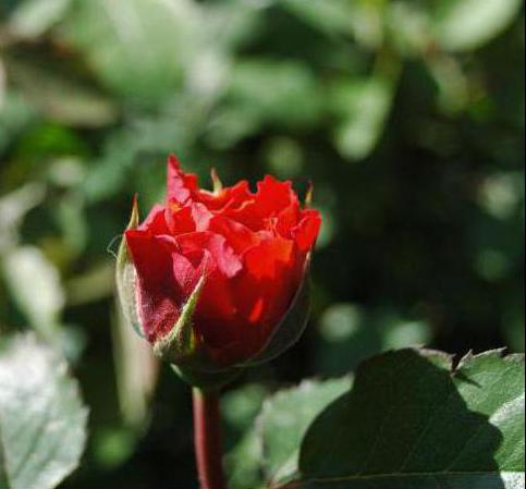 роза эмильен гийо emilien guillot 