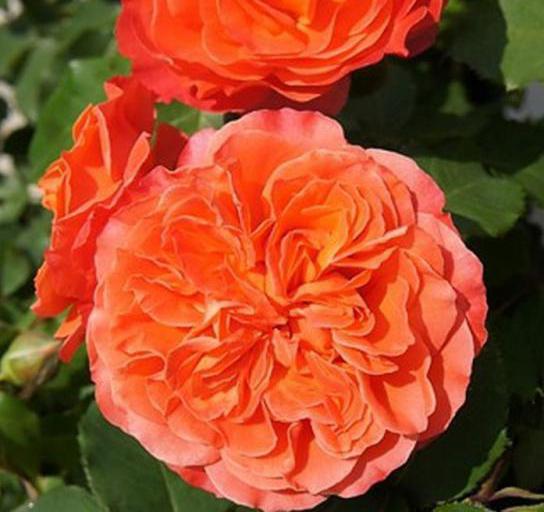 роза эмильен гийо фото и описание 