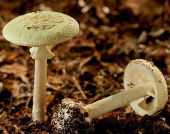 самые опасные грибы