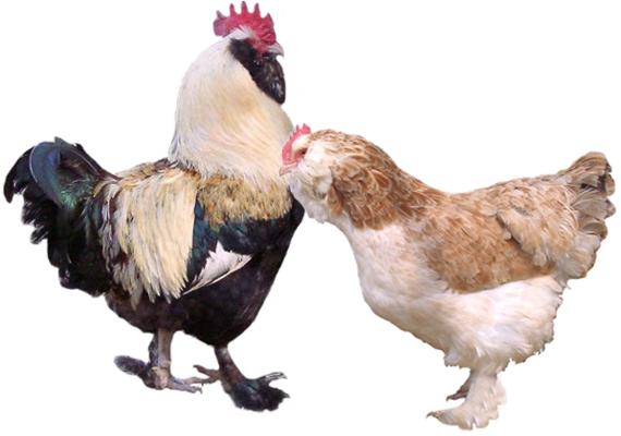 фавероль порода кур