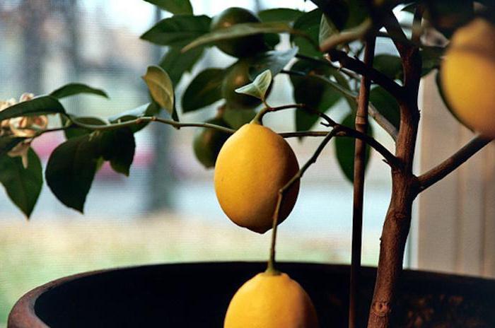 саженцы лимона павловский