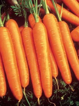 лучшие семена моркови