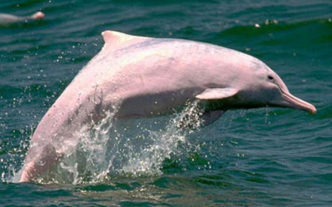 белый дельфин название