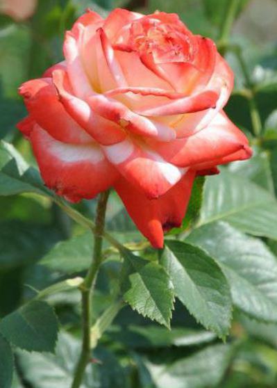 роза императрица фарах, описание