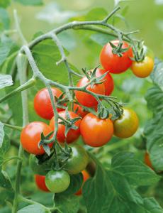 Как сажать помидоры на рассаду 