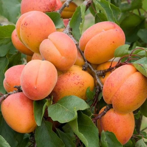 Сорта абрикос в украине