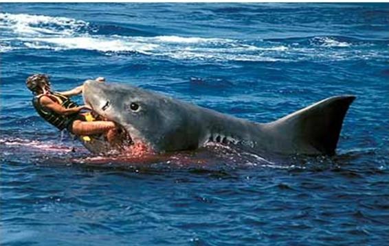 нападение акулы на человека