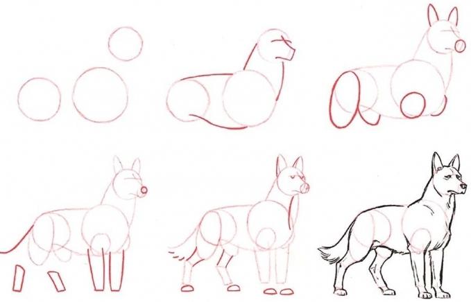как нарисовать волка