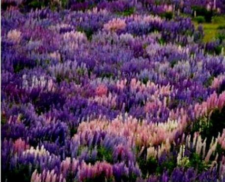 фиолетовое цветение в саду