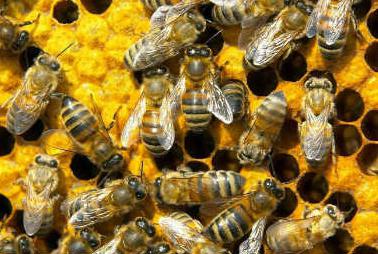 как пчелы готовятся к зиме 