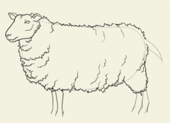 как нарисовать овечку карандашом [