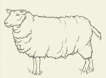 как нарисовать овечку поэтапно 