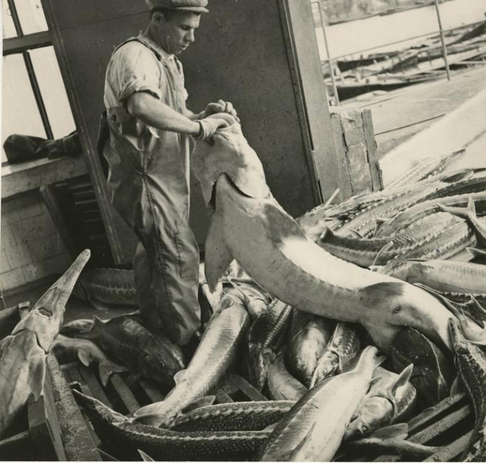 Производство рыбы в СССР