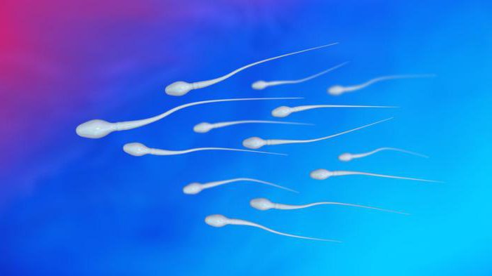 количество сперматозоидов 