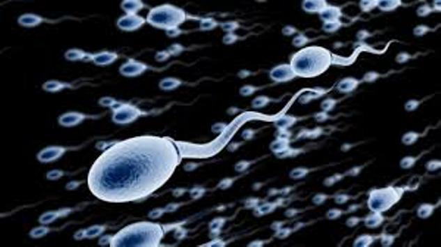 Группа сперматозоидов