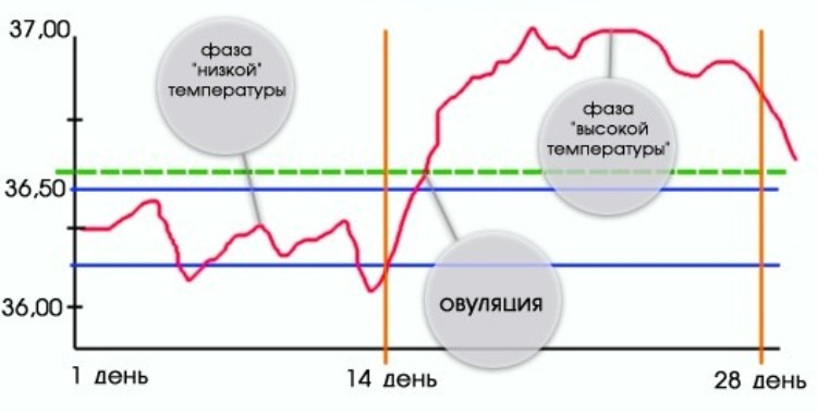 Фазы цикла