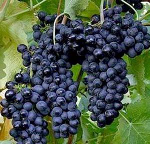 Виноград черный калорийность
