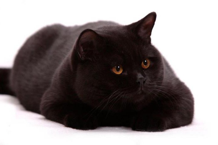 британская черная кошка 