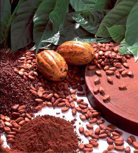 Где растет какао дерево
