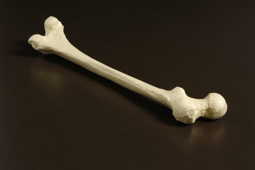 название костей