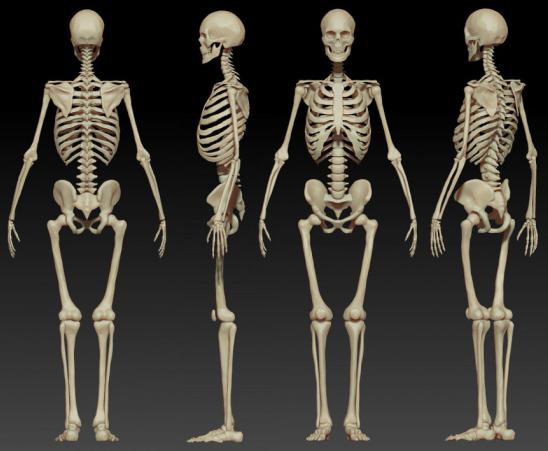 кости человека