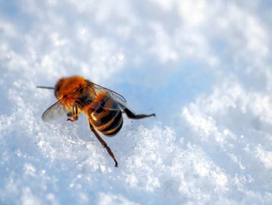 зимовка пчел на воле в западной сибири